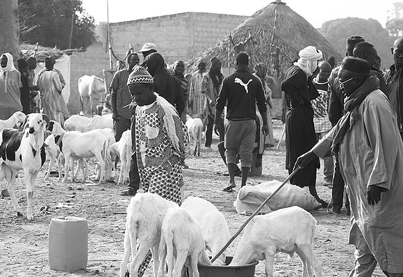 Bush market