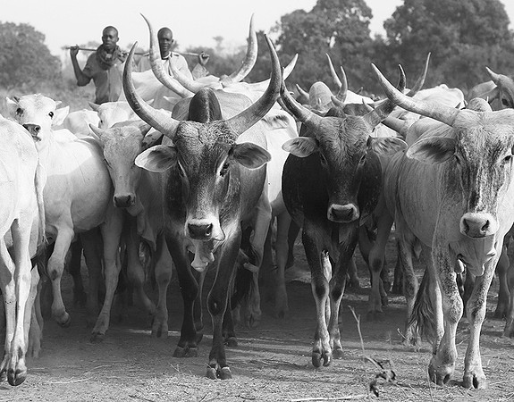 Bush market