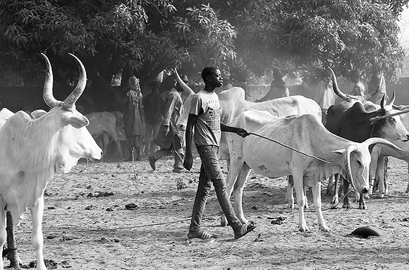 Bush market