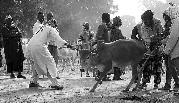 Bush market