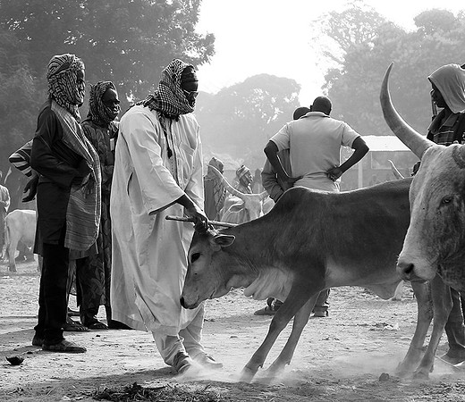 Bush market
