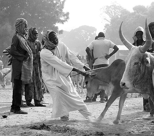 Bush market