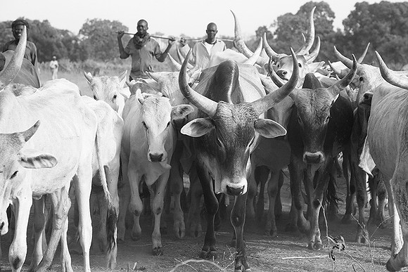 Bush market