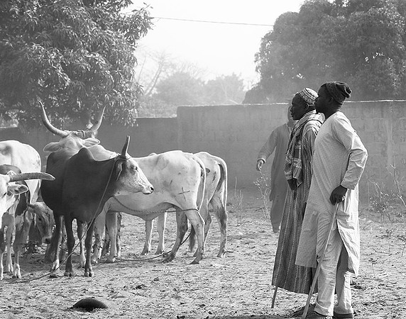 Bush market