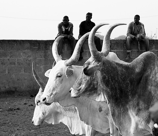 Bush market