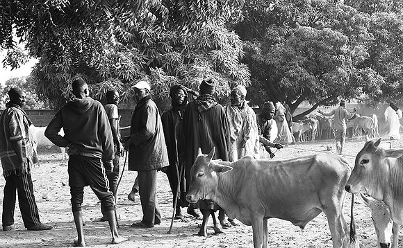 Bush market