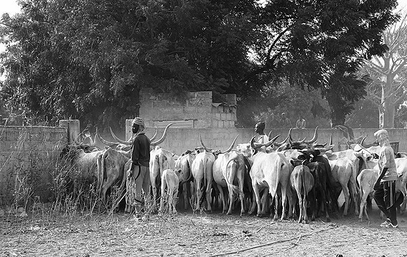 Bush market
