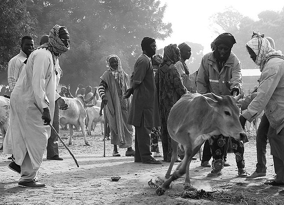 Bush market