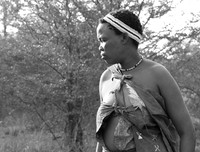 Junxwazy bushmen