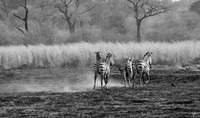 Zebras - Matetsi game reserve