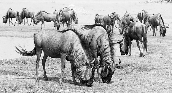 Wildebeests - Hwange NP