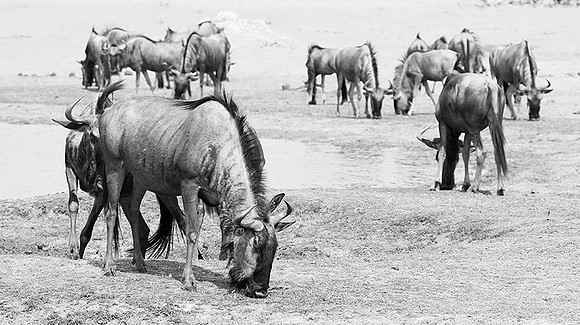 Wildebeests - Hwange NP