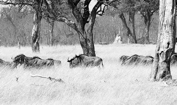 Wildebeests - Hwange NP