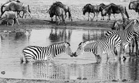 Zebras - Hwange NP