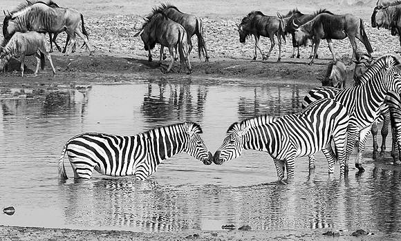 Zebras - Hwange NP