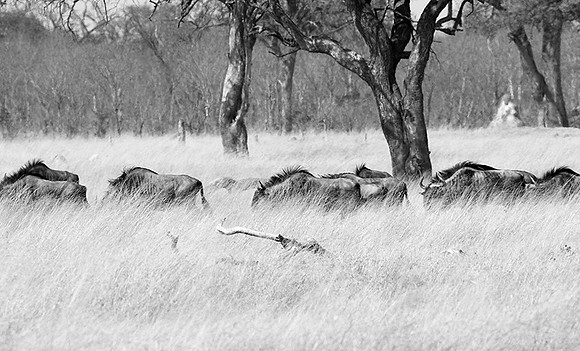 Wildebeests - Hwange NP