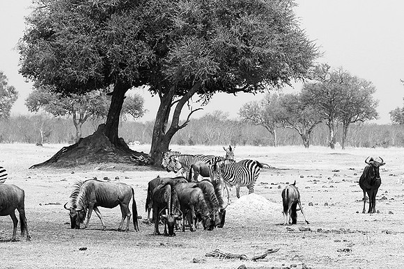 Wildebeests - Hwange NP