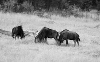 Wildbeest - Matetsi game reserve