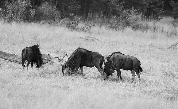 Wildbeest - Matetsi game reserve