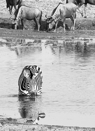 Zebras - Hwange NP
