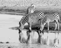 Zebras - Hwange NP