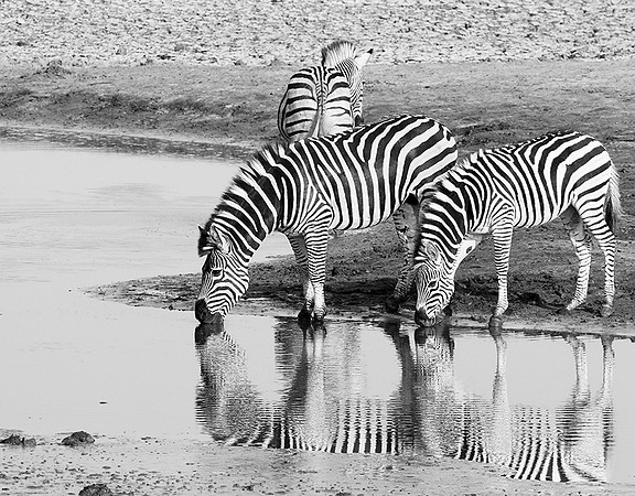 Zebras - Hwange NP