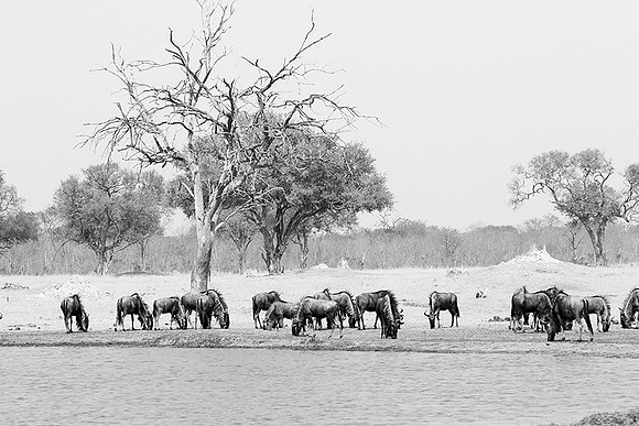 Wildebeests - Hwange NP