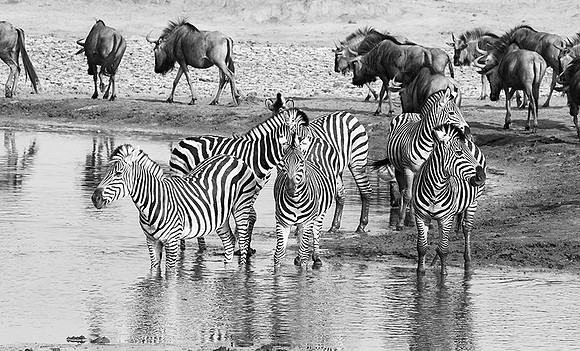 Zebras - Hwange NP