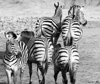 Zebras - Hwange NP