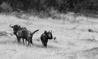 Wildbeest - Matetsi game reserve