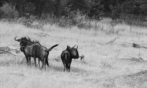 Wildbeest - Matetsi game reserve