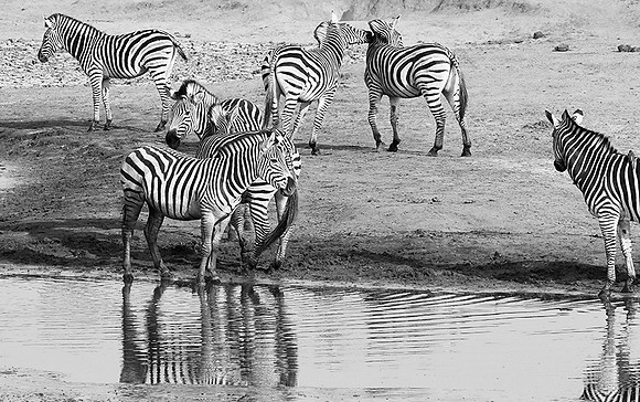 Zebras - Hwange NP