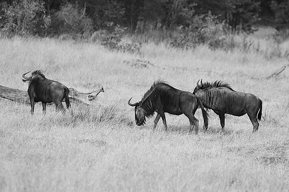 Wildbeest - Matetsi game reserve