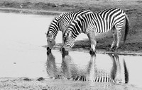 Zebras - Hwange NP