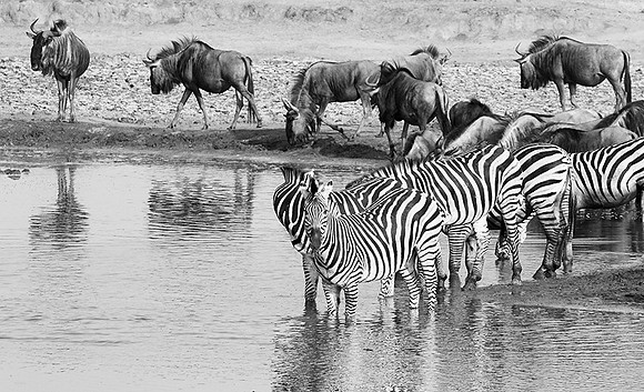 Zebras - Hwange NP