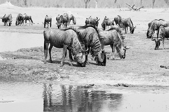 Wildebeests - Hwange NP