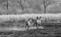 Zebras - Matetsi game reserve