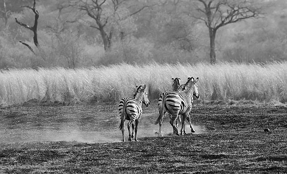 Zebras - Matetsi game reserve