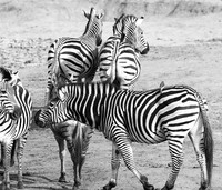 Zebras - Hwange NP