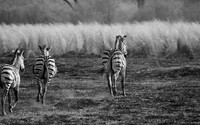 Zebras - Matetsi game reserve