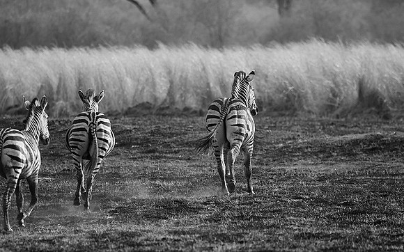 Zebras - Matetsi game reserve