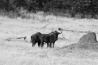 Wildbeest - Matetsi game reserve
