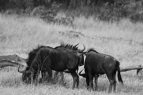 Wildbeest - Matetsi game reserve