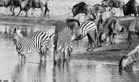 Zebras - Hwange NP
