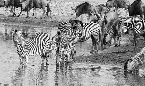Zebras - Hwange NP