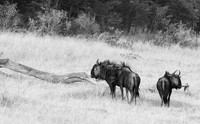Wildbeest - Matetsi game reserve
