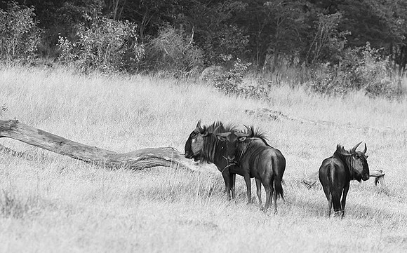 Wildbeest - Matetsi game reserve