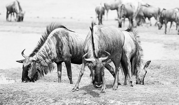 Wildebeests - Hwange NP