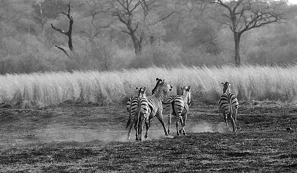 Zebras - Matetsi game reserve