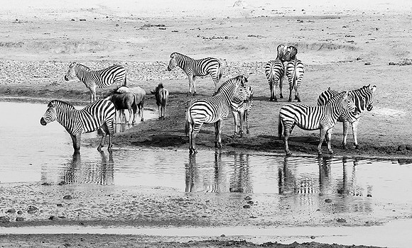 Zebras - Hwange NP